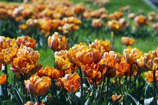 Spring background with tulips over natural background