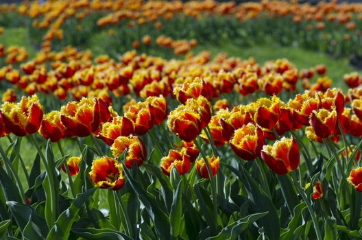 Spring background with tulips over natural background