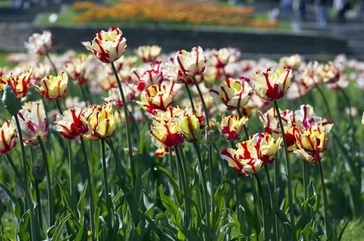 Spring background with tulips over natural background