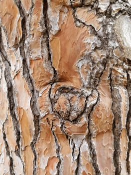 detail of pine tree wood skin texture     