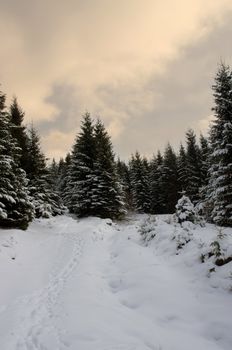 Fir trees under the snow. Mountain forest in winter.