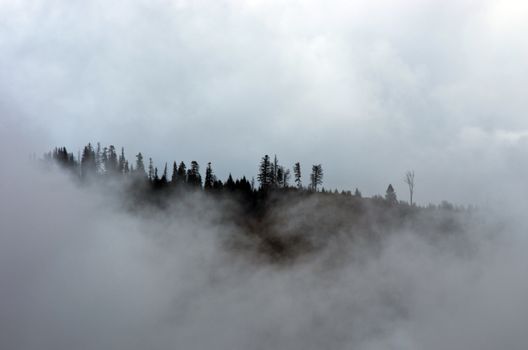 Amazing mountain landscape with dense fog. Carpathian Mountains