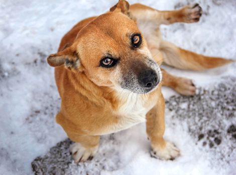 dog pet, chestnut, snow, winter, kind eyes, close-up, outdoors, looking into the camera, a true friend