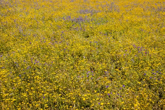 Grass field with blue and yellow flowers in full bloom in Spring