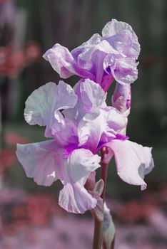 Pink Iris (lat. Íris) flowerbed flowers, perennial, spring flower, soft focus