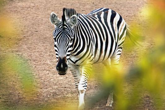 zebra  horse, one in reserve, outdoors, Safari Animals, going forward against the backdrop of greenery blurred soft focus