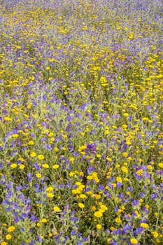 Grass field with blue and yellow flowers in full bloom in Spring