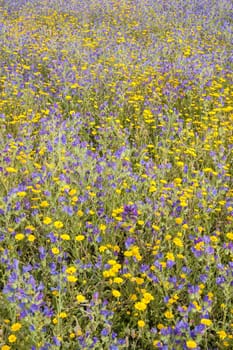 Grass field with blue and yellow flowers in full bloom in Spring