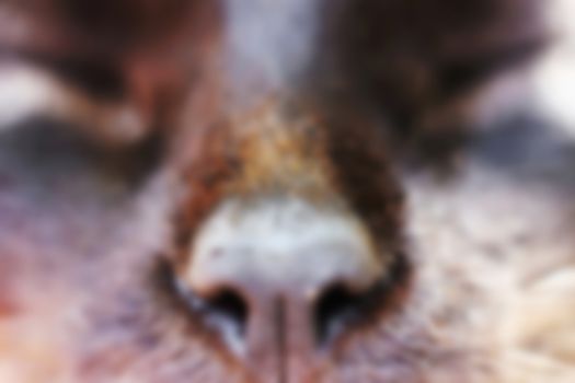 nose muzzle cat, pet and animal in nature, blurred