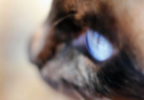 cat's eye, predatory or affectionate look, cute pets love to hunt and are ready to attack the victim, blurred