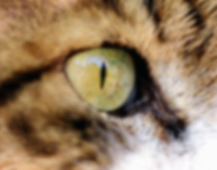cat's eye, predatory or affectionate look, cute pets love to hunt and are ready to attack the victim, blurred