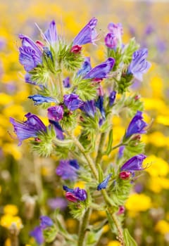 Grass field with blue and yellow flowers in full bloom in Spring