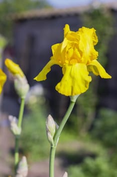 Yellow Irises (lat. Íris)   flowers, perennial, spring flower, soft focus