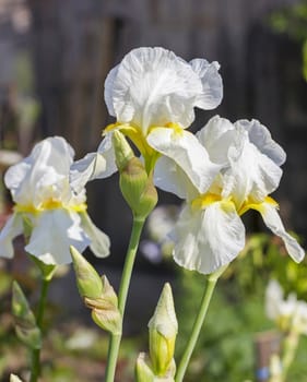 Irises White   flowerbed flowers, perennial, spring flower,soft focus