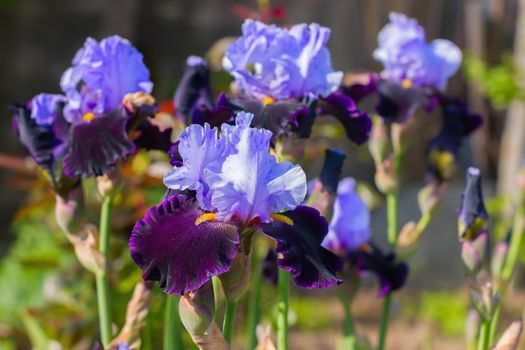 Irises (lat. Íris) flowerbed flowers, perennial, spring flower, soft focus