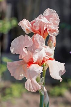 Iris flower in the flower bed, perennials, spring or summer flower, soft focus