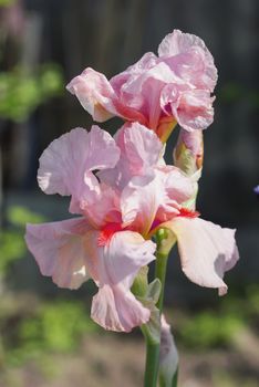 Pink Iris (lat. Íris) flowerbed flowers, perennial, spring flower, soft focus