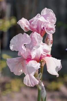 Pink Iris (lat. Íris) flowerbed flowers, perennial, spring flower, soft focus