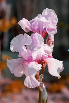 Pink Iris (lat. Íris) flowerbed flowers, perennial, spring flower, soft focus