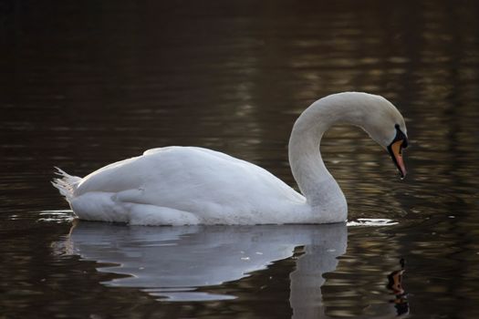 beautiful Mute swan mirroning on water