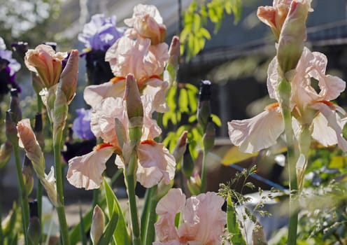 Irises   flowerbed flowers, perennial, spring flower, soft focus