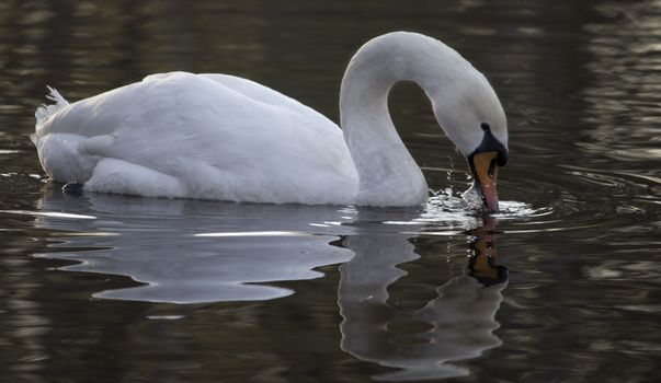 beautiful Mute swan mirroning on water
