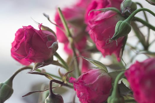 bouquet of deep pink blooming rose bush