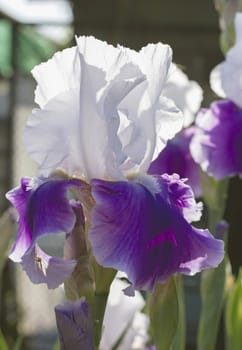 Irises Purple and white   flowerbed flowers, perennial, spring flower, soft focus