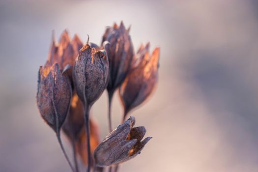 dry flowers in a field