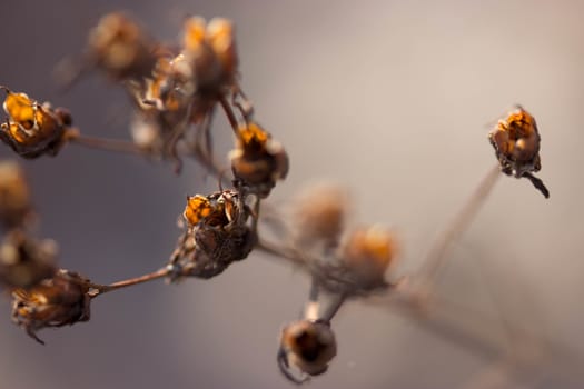 dry flowers in a field