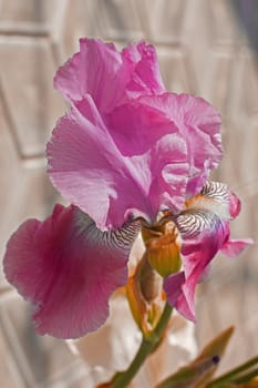 Iris Purple   flowerbed flowers, perennial, spring flower, soft focus