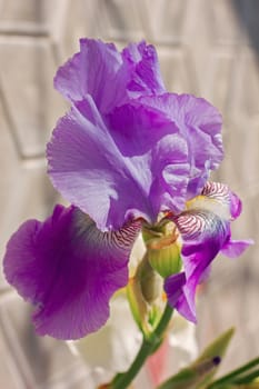 Iris Purple (lat. Íris) flowerbed flowers, perennial, spring flower, soft focus