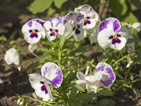 pansy flowers in a garden ornamental plant soft focus