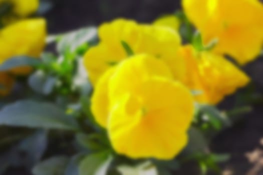 yellow pansy flowers in a garden ornamental plant, background, blurred