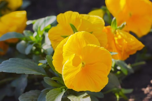 yellow pansy flowers in a garden ornamental plant, soft focus