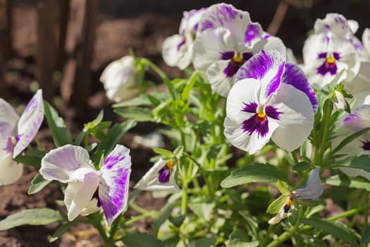 pansy flowers in a garden ornamental plants, soft focus