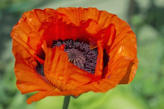 red poppy flowers, poppy flower bud on green background soft focus