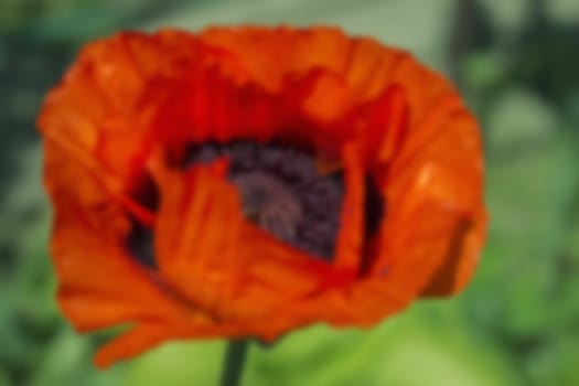 red poppy flowers, poppy flower bud on green background  blurred,