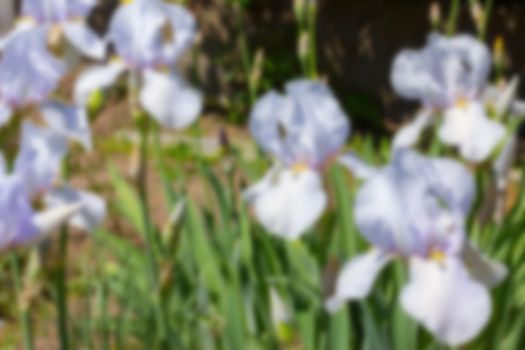 Irises White     flowers, perennial, spring flower, blurred
