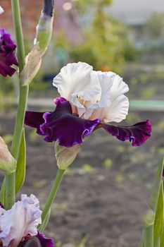 Iris flower in the flower bed, perennials, spring or summer flower, soft focus