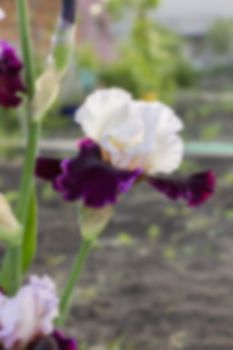 Irises White (lat. Íris) flowerbed flowers, perennial, spring flower,blurred
