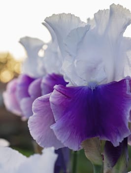 Iris  flowers, perennial, purple and white spring flower, soft focus
