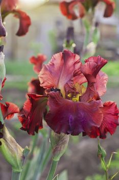 Iris flower in the flower bed, perennials, spring or summer flower, soft focus