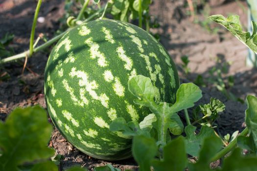 watermelon in the garden lying on the ground in the garden, summer and autumn vegetable crop, close-up