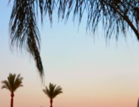 silhouettes of palm trees at dusk blurred