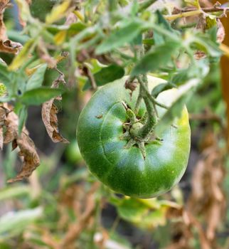 green tomatoes in the garden hanging on a branch in the garden, summer and autumn vegetable crop, close-up