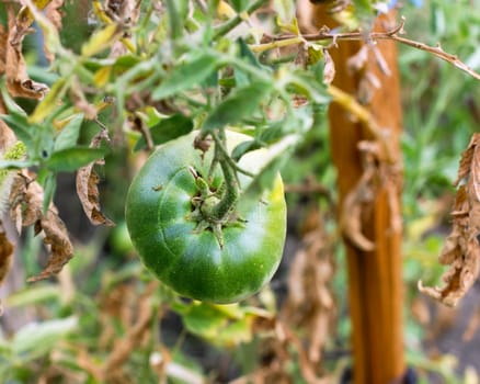 green tomatoes in the garden hanging on a branch in the garden, summer and autumn vegetable crop, close-up