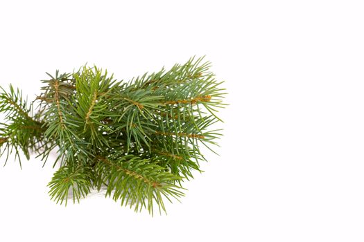 tree branch on a white background green Christmas without ornaments