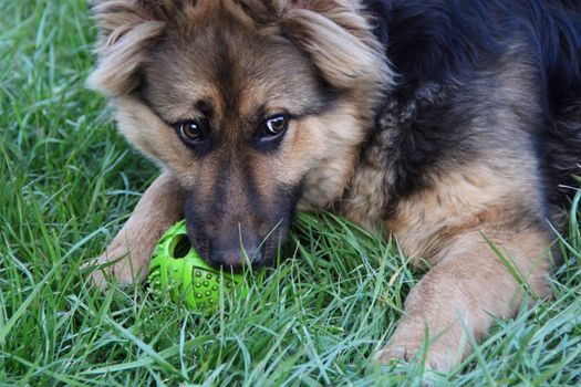 friendly, happy young  shepherd closeup on the green grass with ball. photo