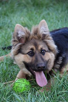 friendly, happy young  shepherd closeup on the green grass with ball. photo